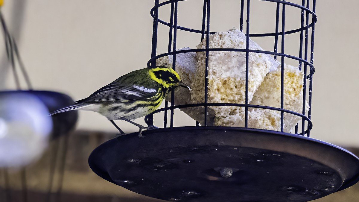 Townsend's Warbler - ML632283928