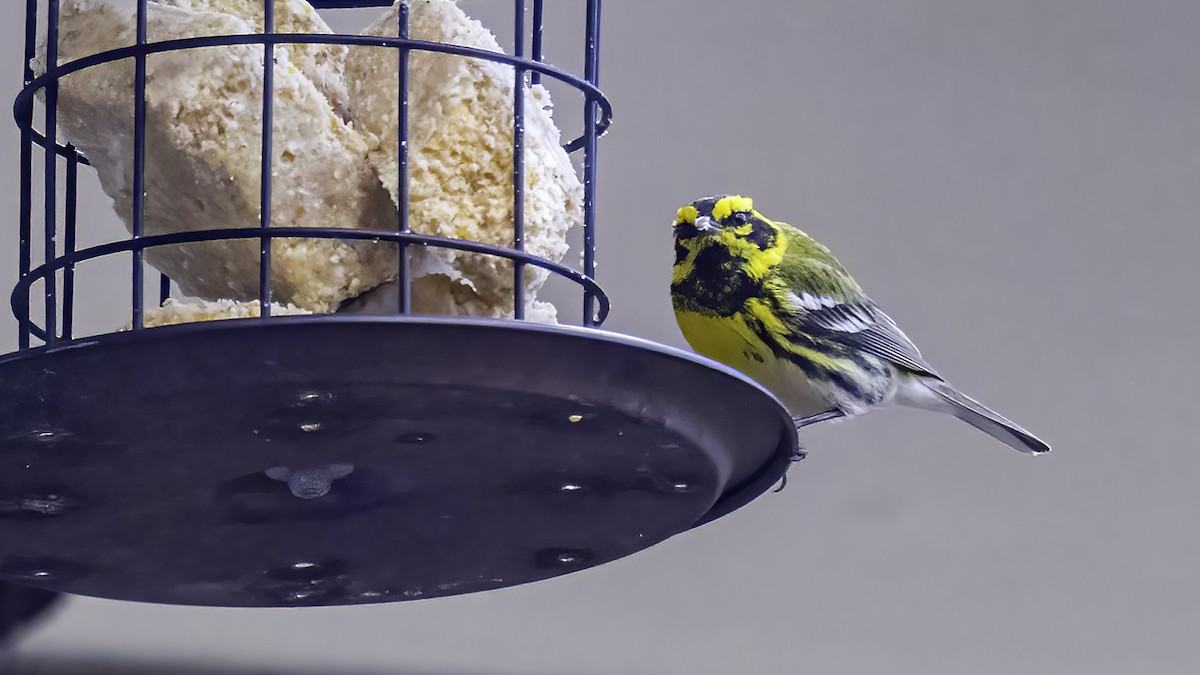 Townsend's Warbler - ML632283938
