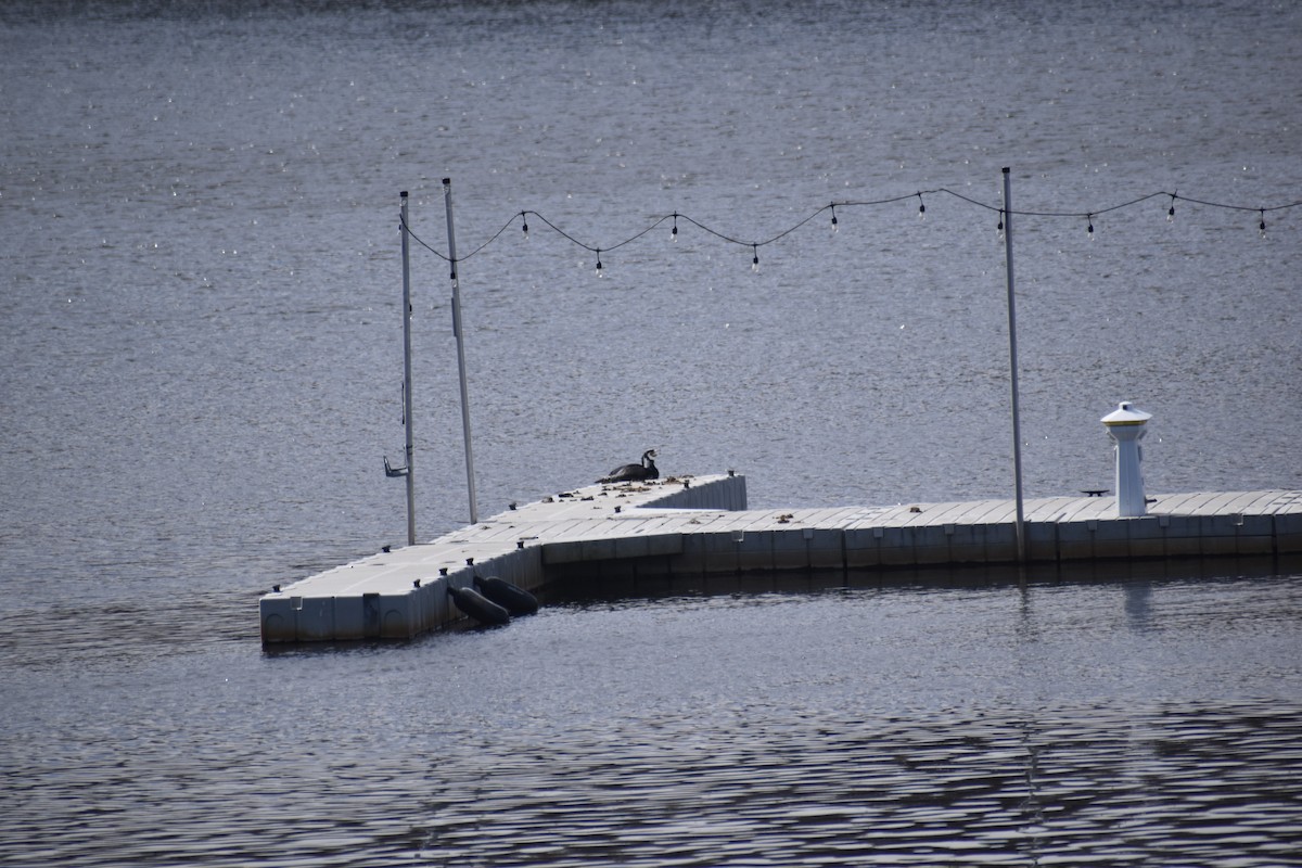 Тураг гогой - ML632283989