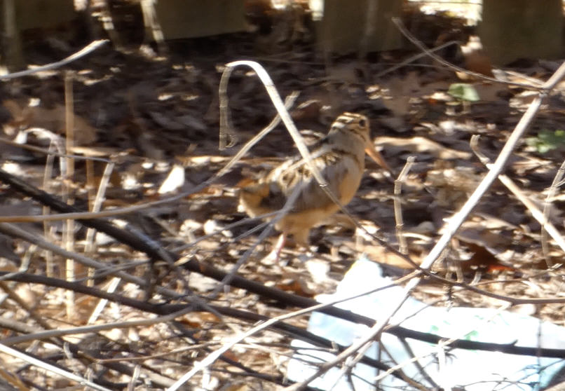 American Woodcock - ML632284020