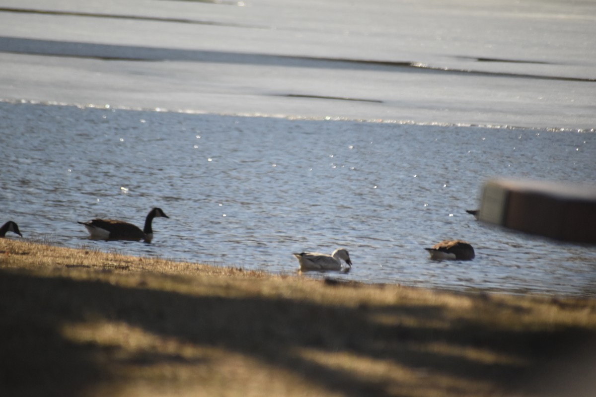 Цасны галуу - ML632284118