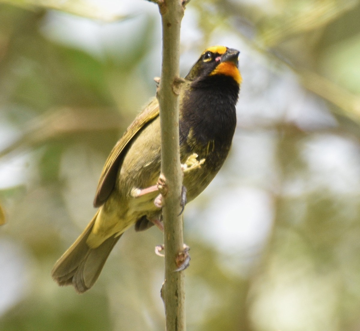 Yellow-faced Grassquit - ML632284125