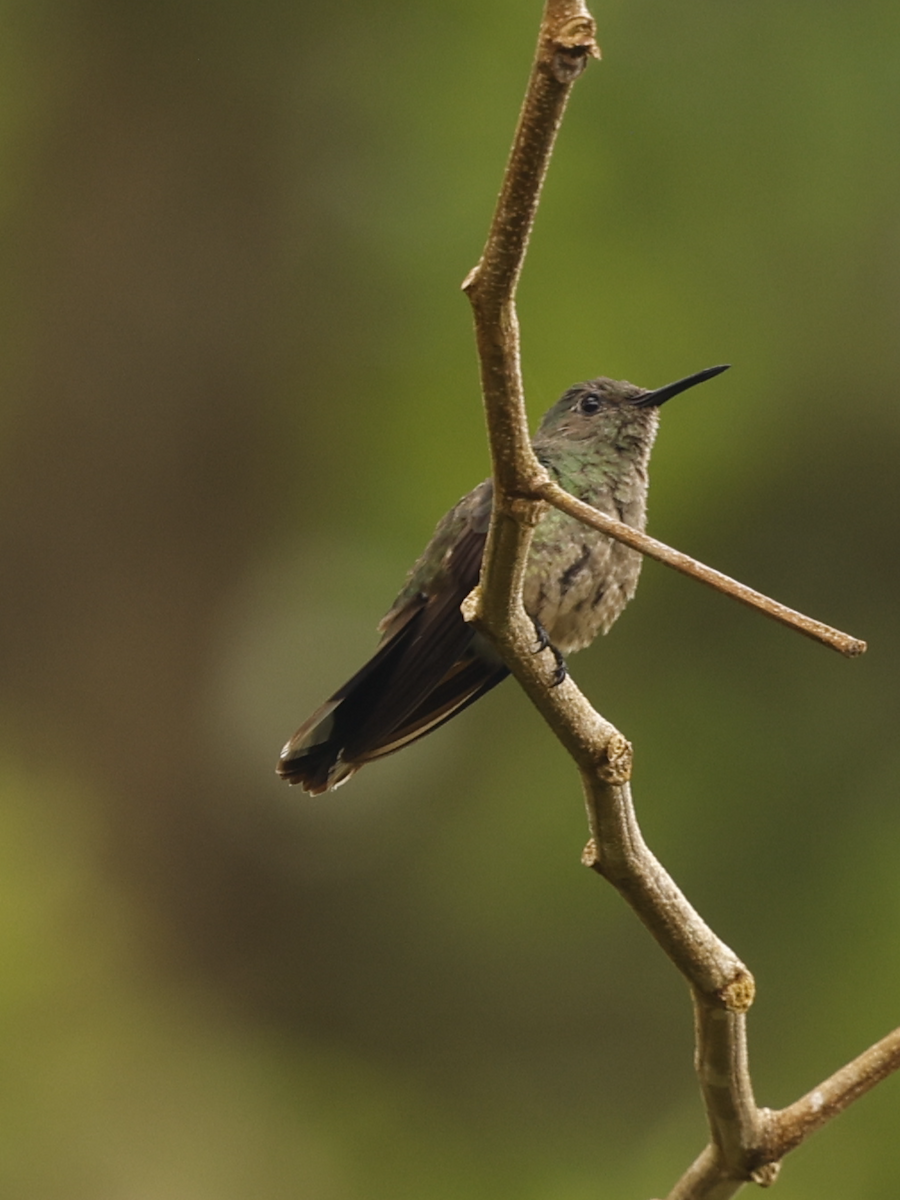 Colibri de Cuvier - ML632284170