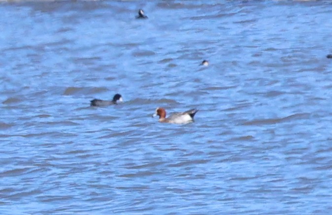 赤頸鴨 - ML632284220