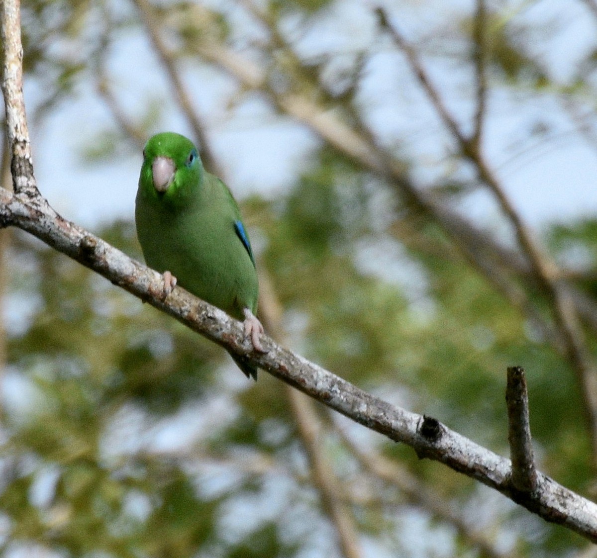 Spectacled Parrotlet - ML632284348