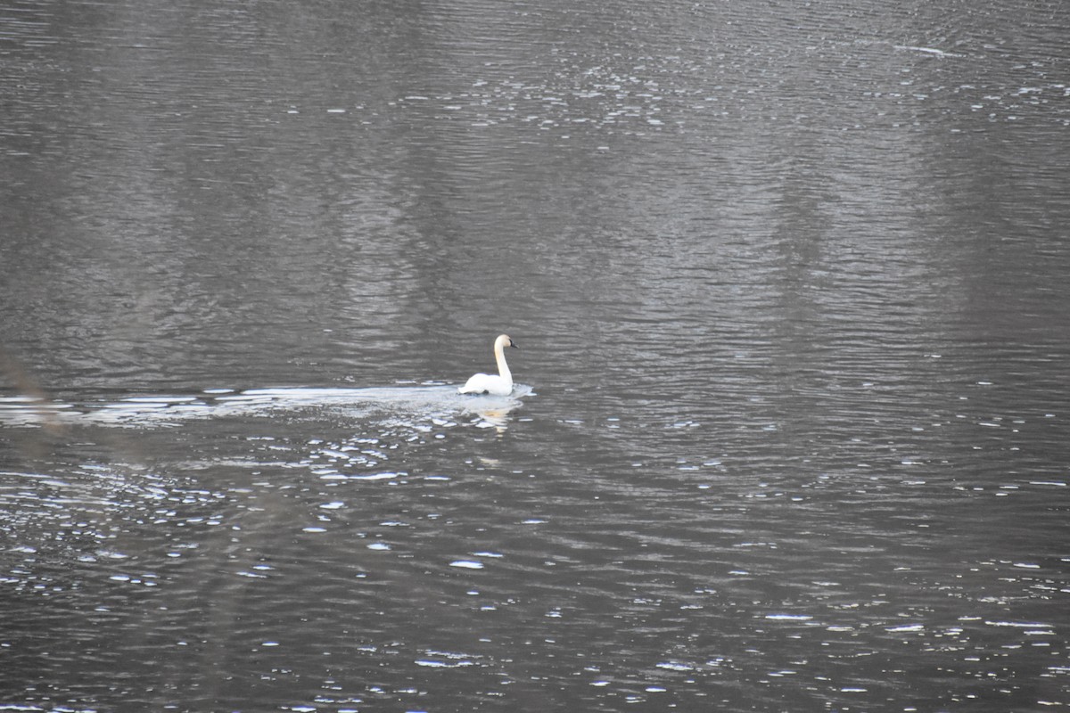 Trumpeter Swan - ML632284423