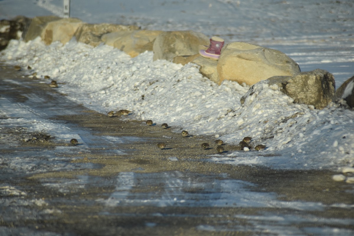 Буулгат хөмрөг - ML632284514