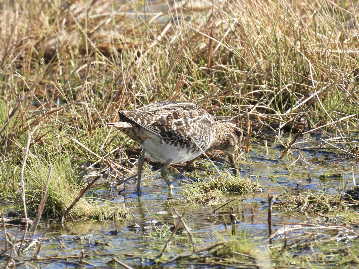 Wilson's Snipe - ML632284588