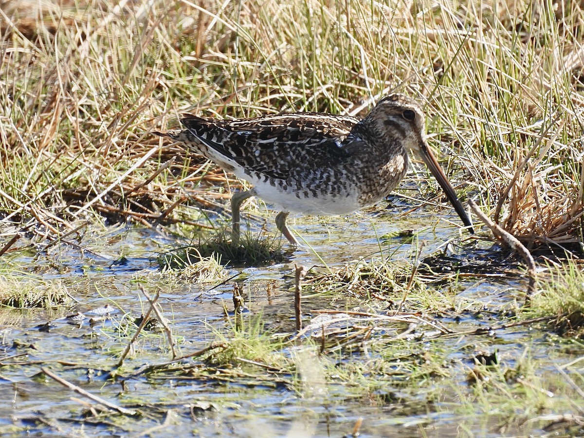 Wilson's Snipe - ML632284605