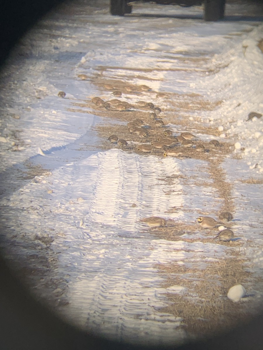 Эвэрт болжмор - ML632284638