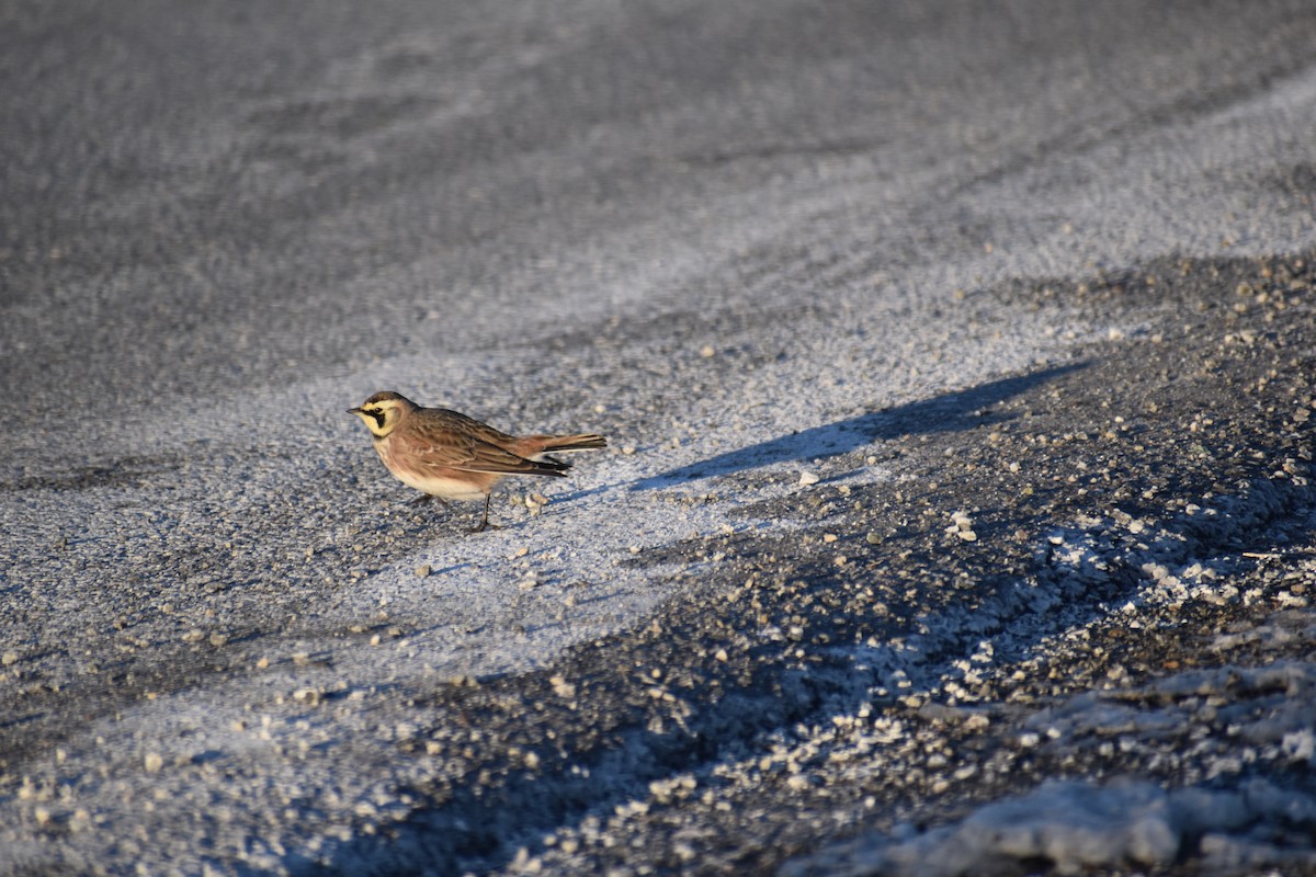 Эвэрт болжмор - ML632284663