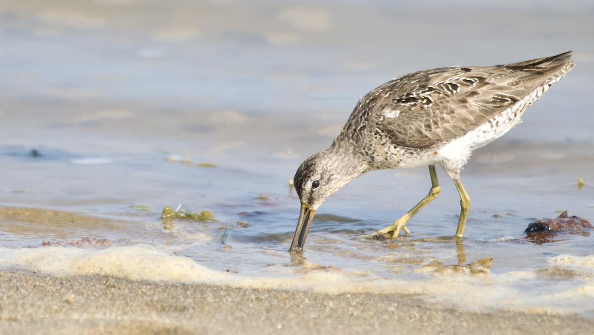 Short-billed Dowitcher - ML632284735