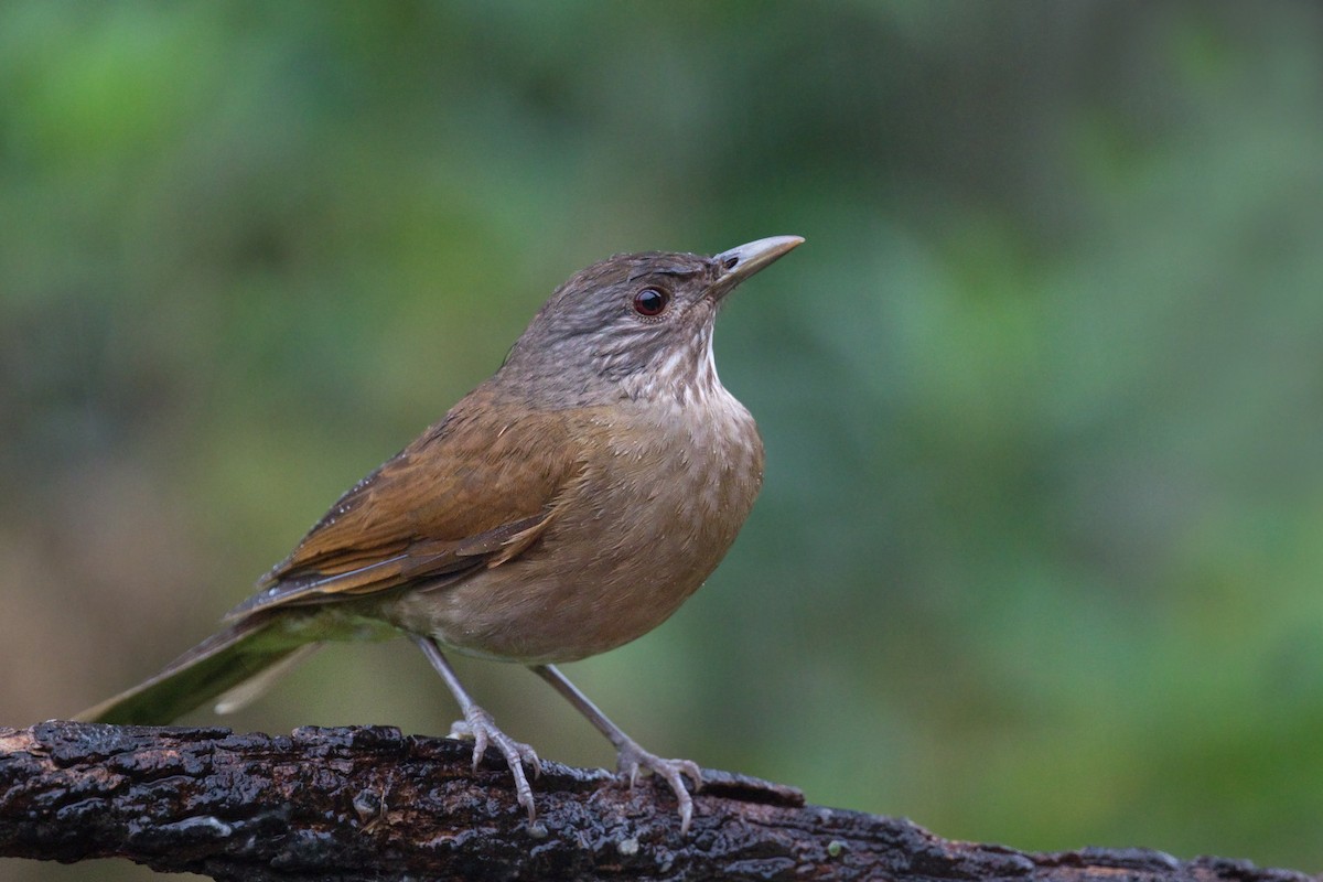 Pale-breasted Thrush - ML632284740