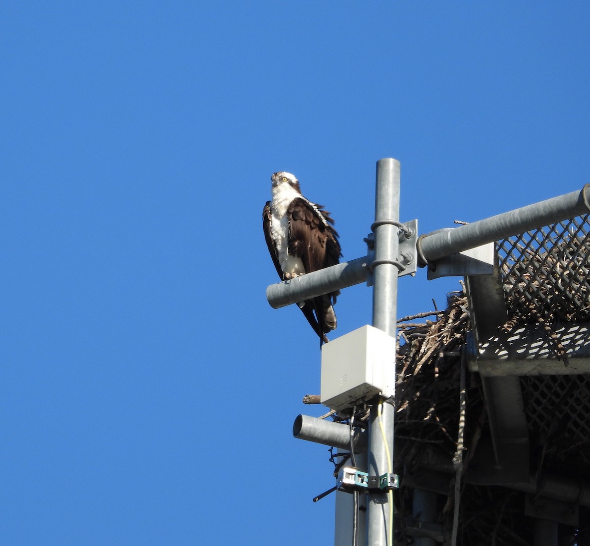 Águila Pescadora - ML632284751