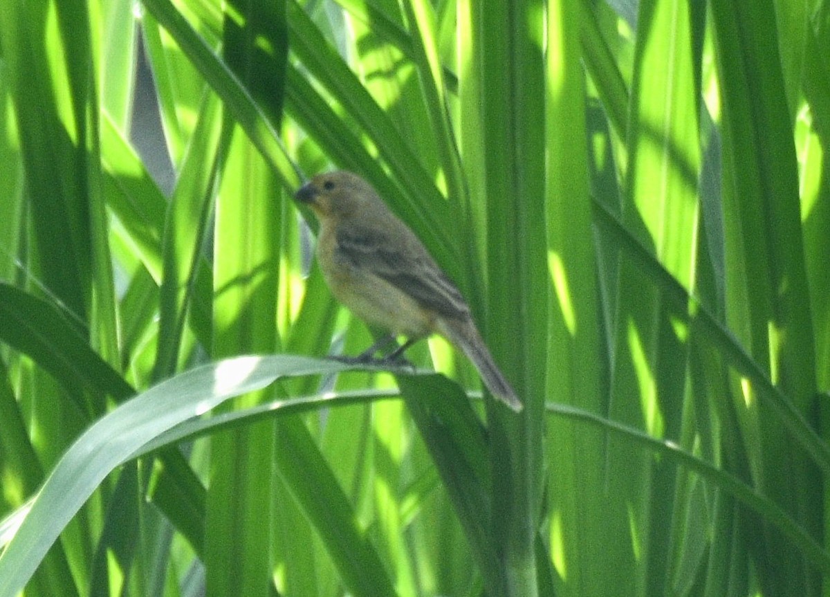 Yellow-faced Grassquit - ML632284767