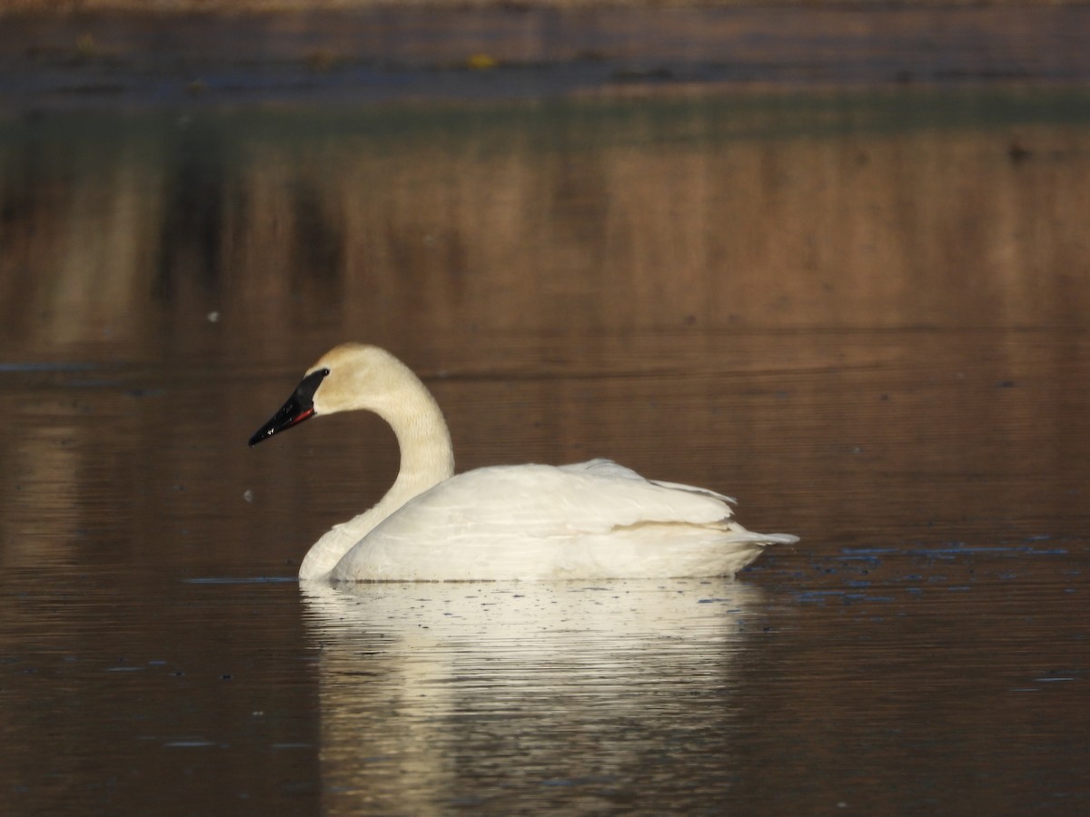 Cisne Trompetero - ML632284786
