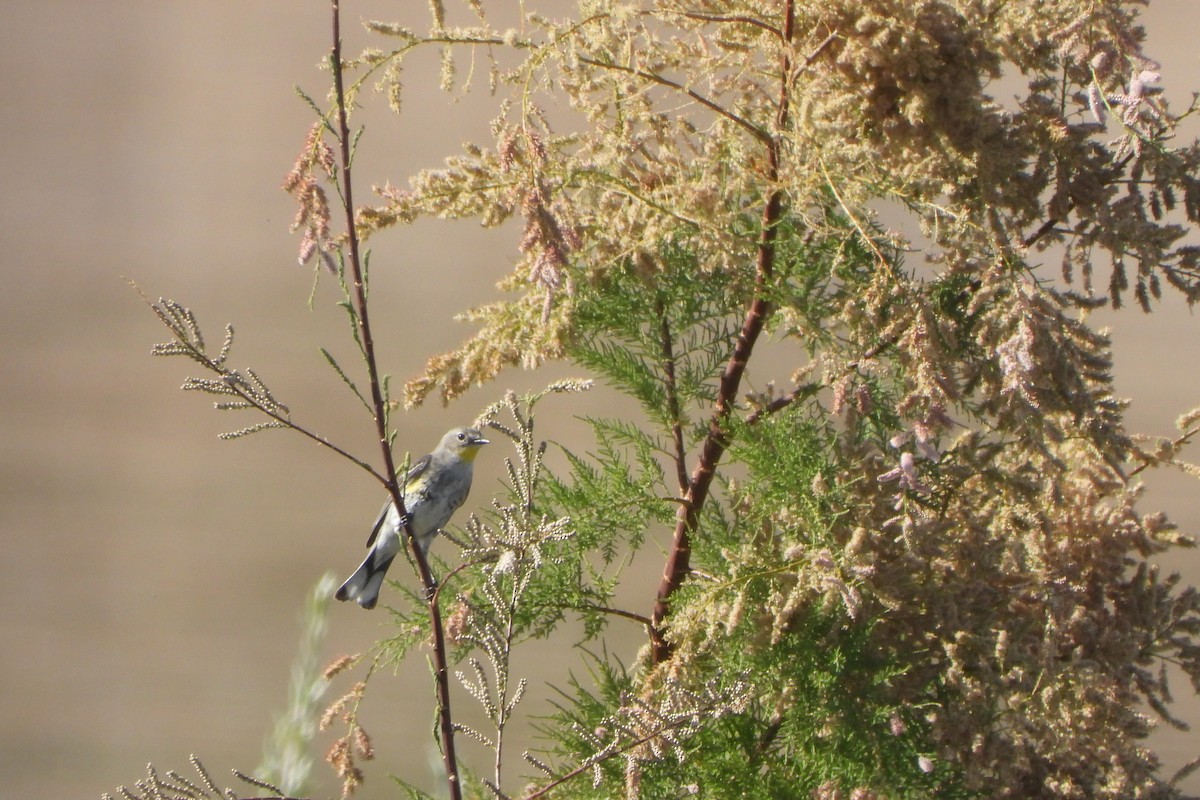Yellow-rumped Warbler (Audubon's) - ML632284861