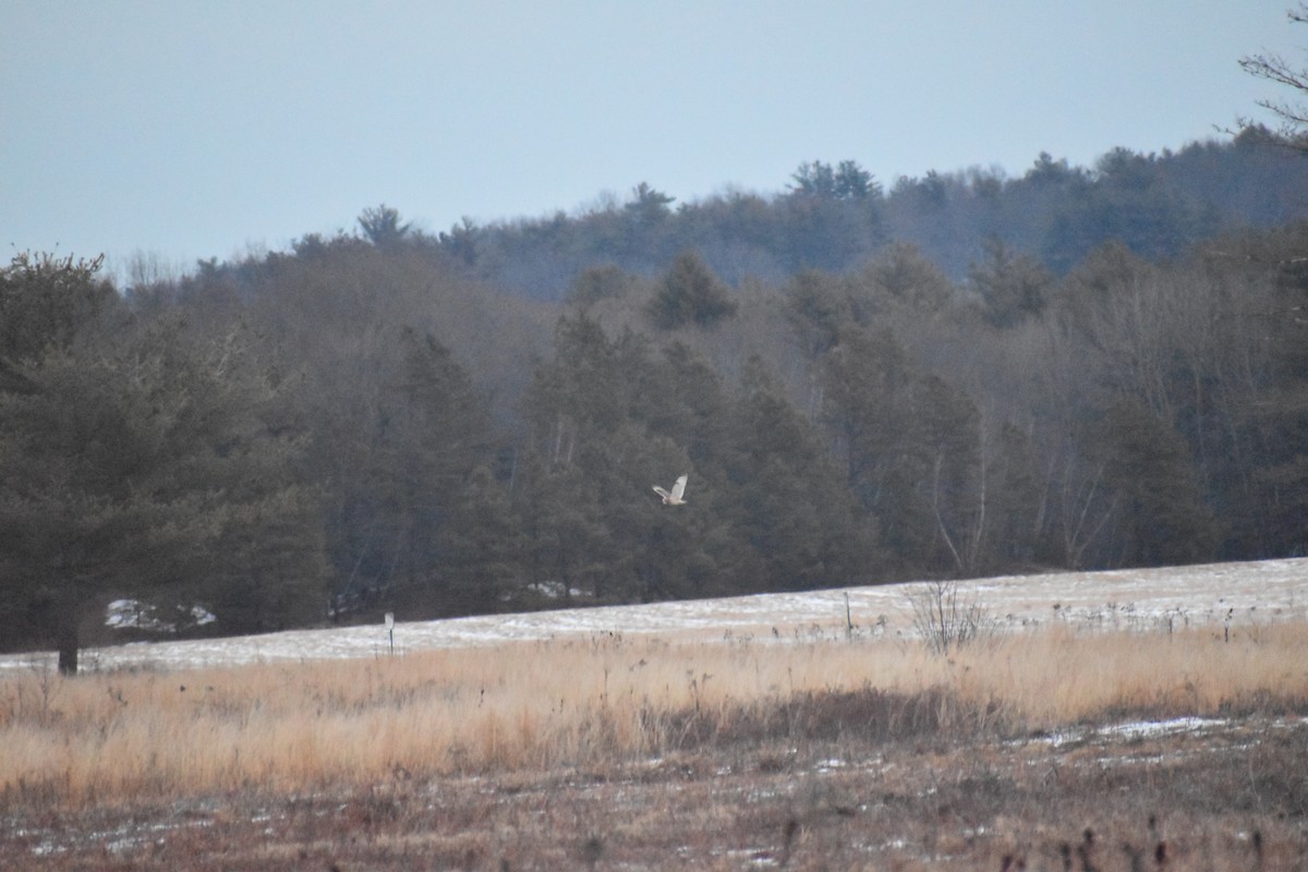 Хулгар гуйванга - ML632284896