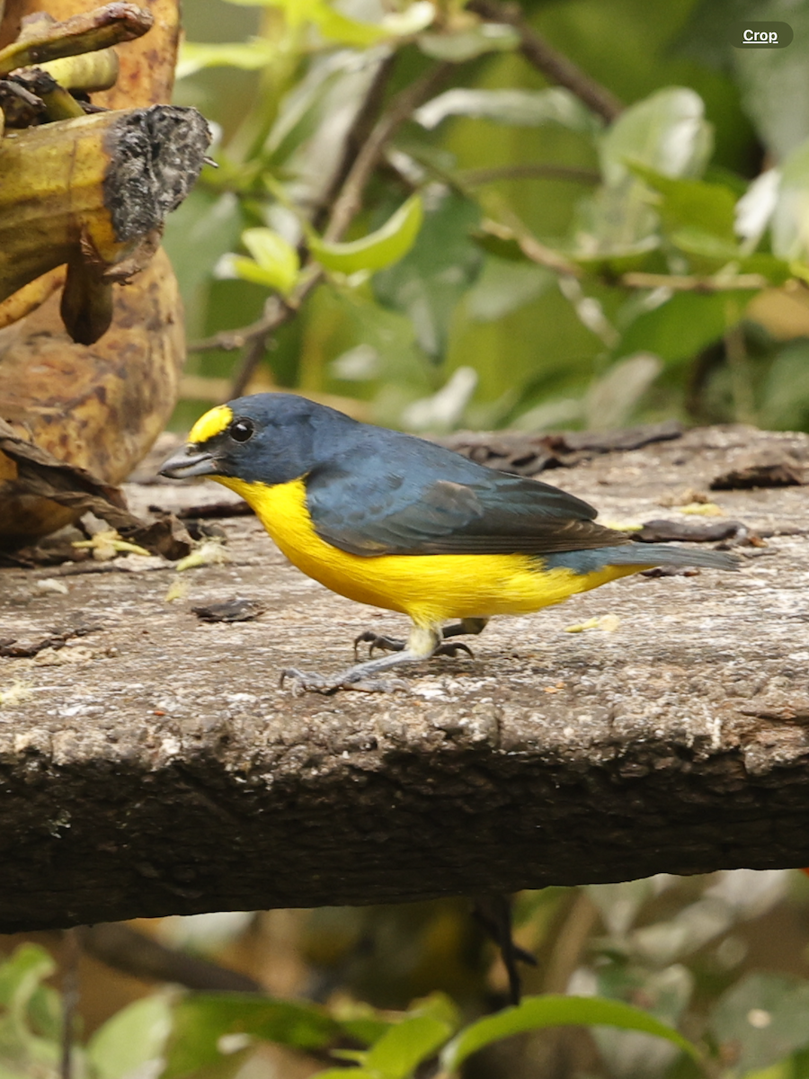 Organiste à gorge jaune - ML632284897