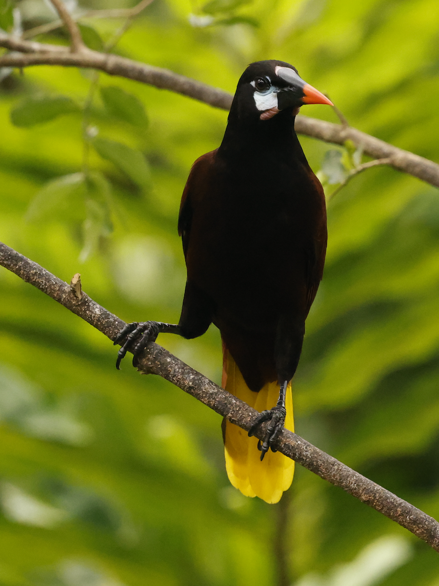 Cassique de Montezuma - ML632284934