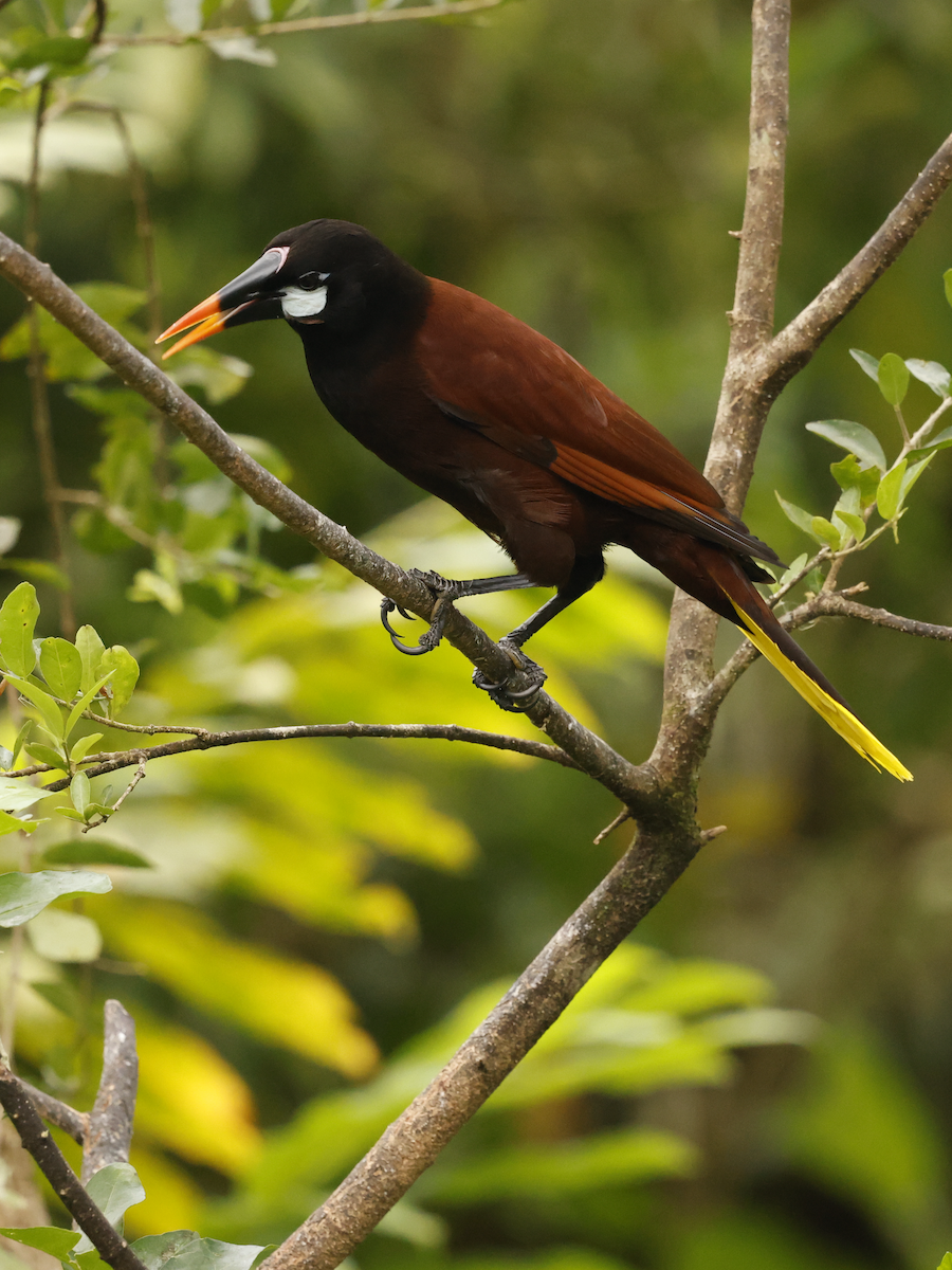 Cassique de Montezuma - ML632284935