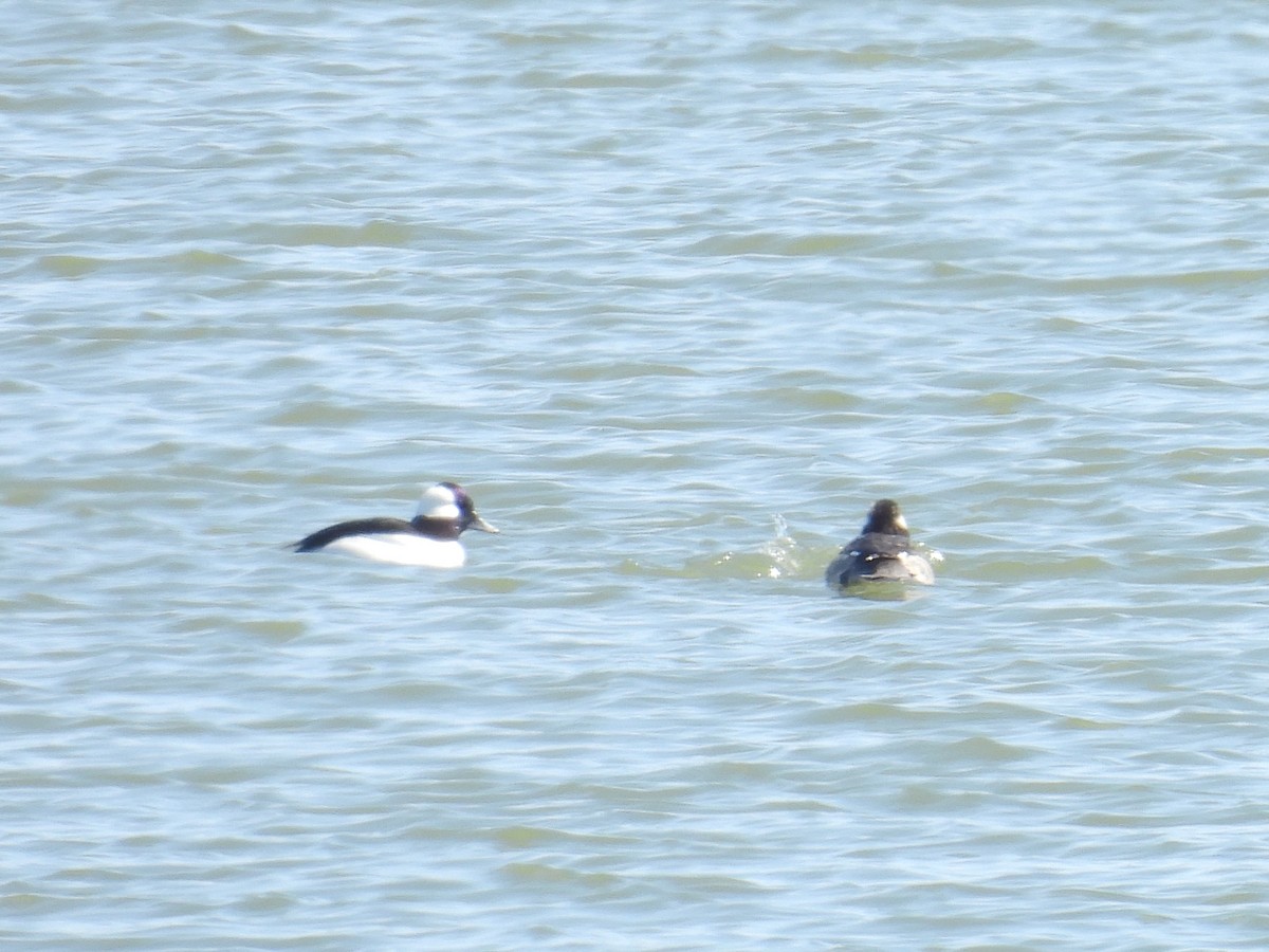 Bufflehead - ML632285021
