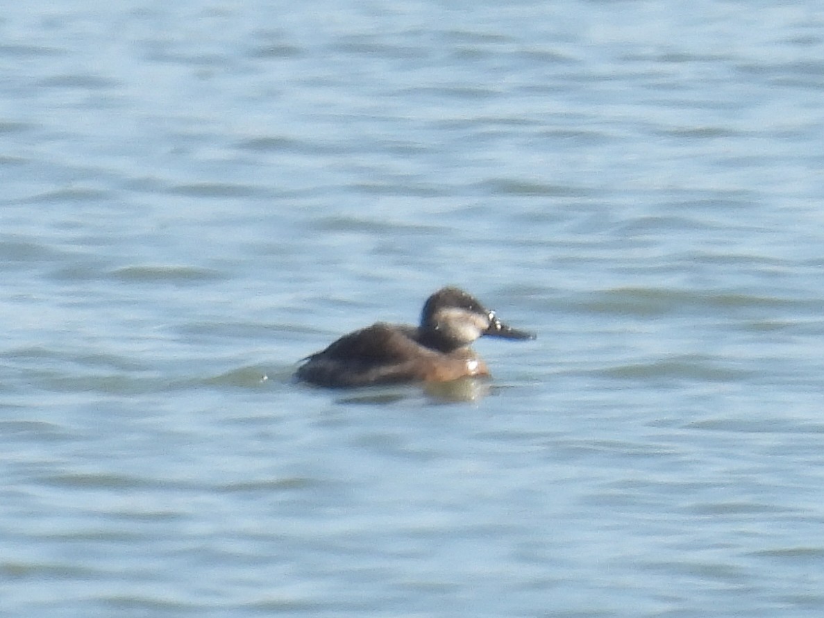 Ruddy Duck - ML632285053