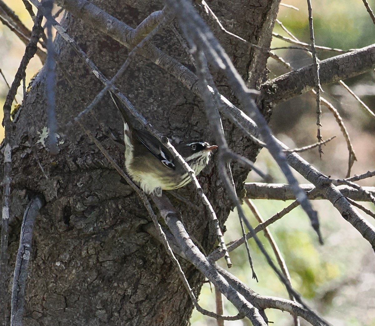 Spotted Scrubwren - ML632285058