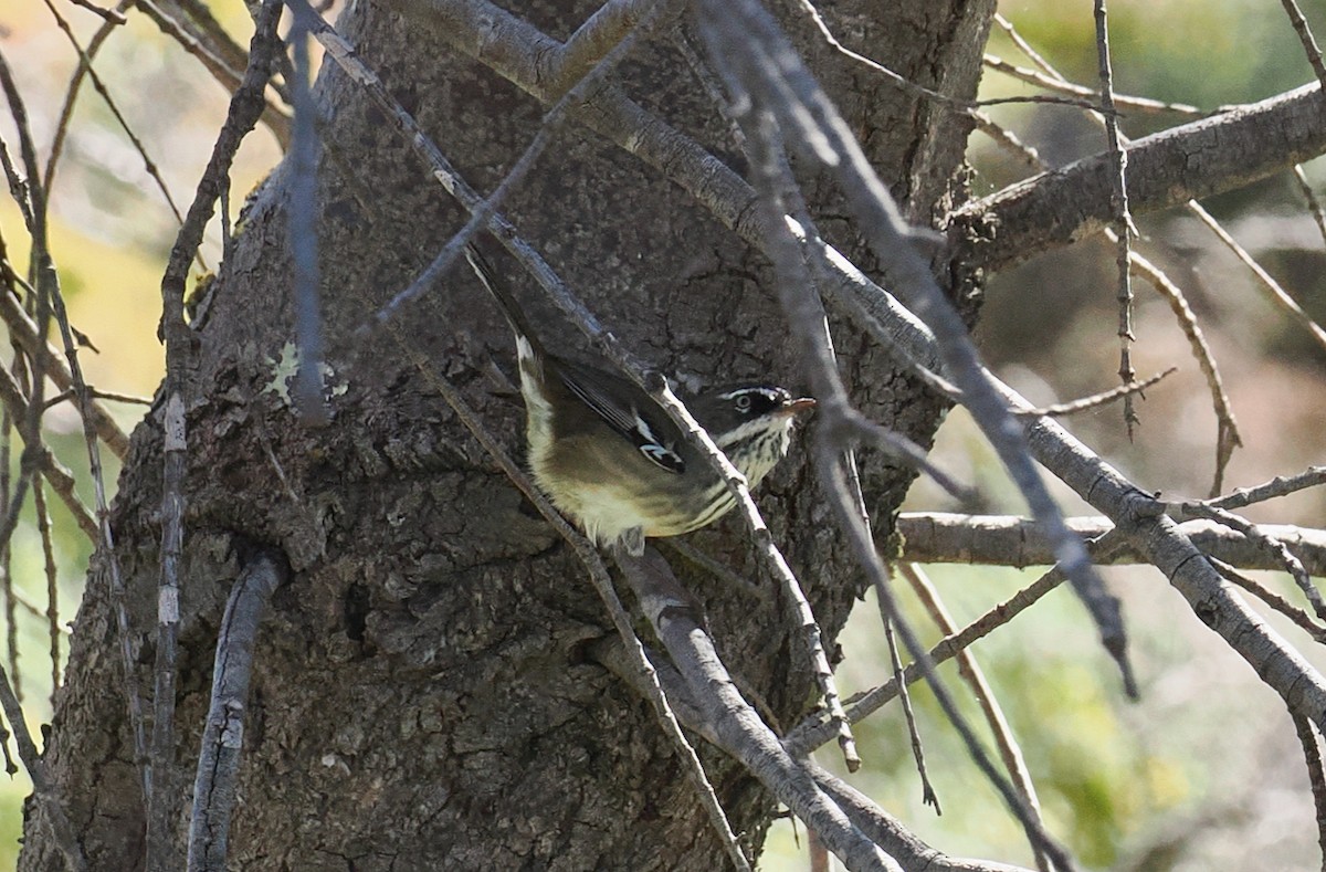 Spotted Scrubwren - ML632285059