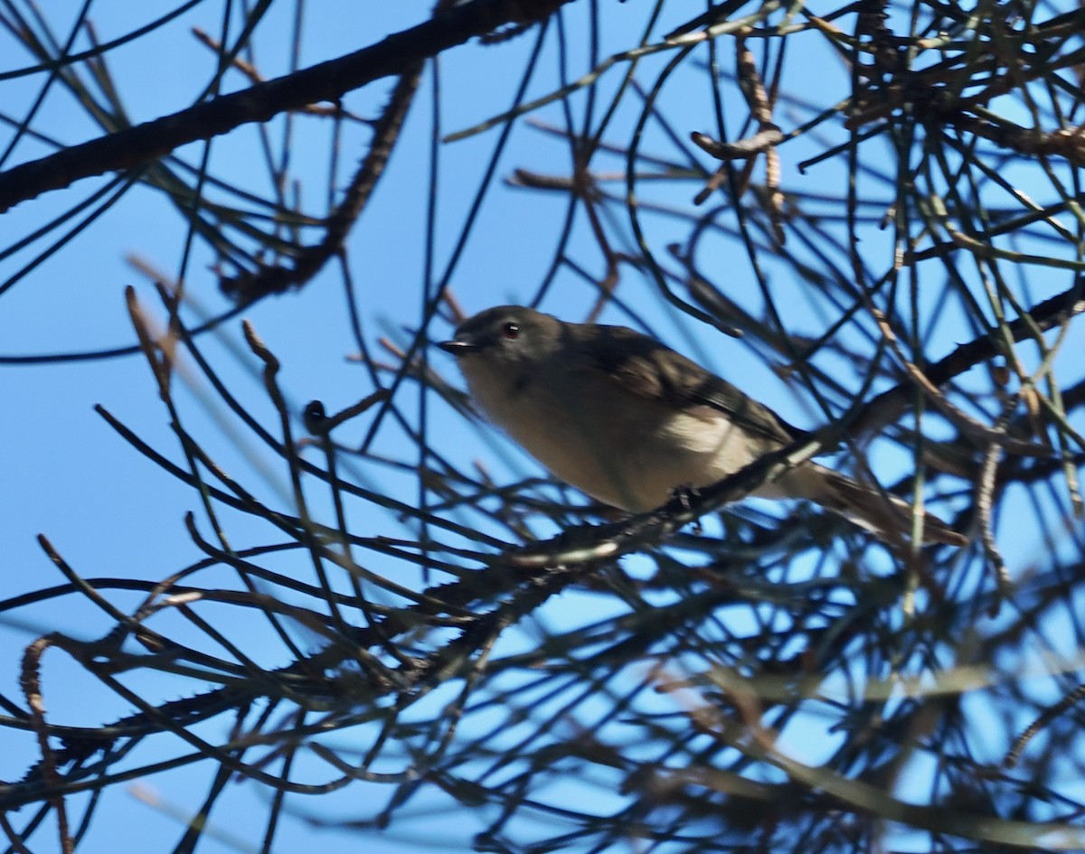 Western Gerygone - ML632285078