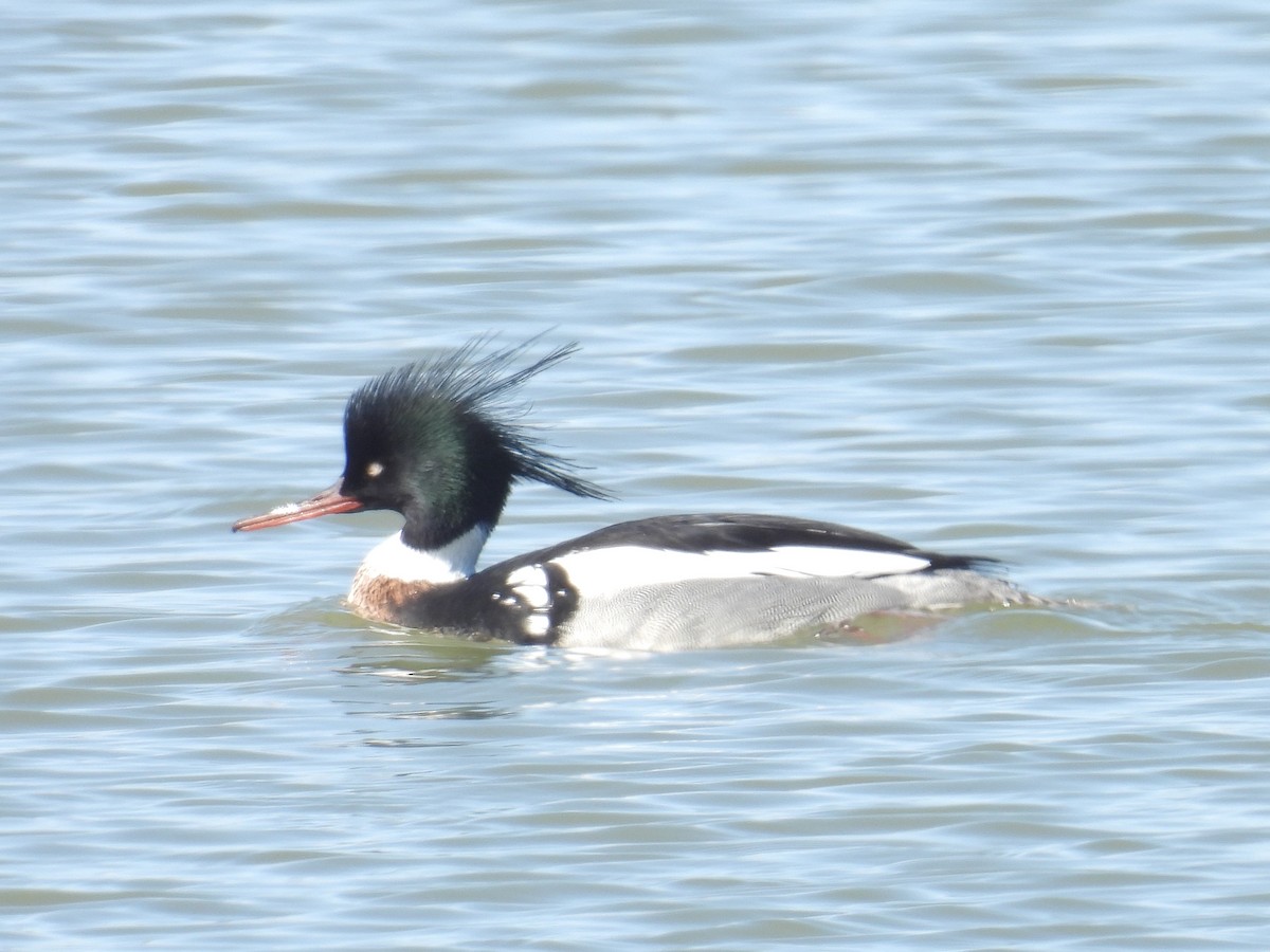 Red-breasted Merganser - ML632285120
