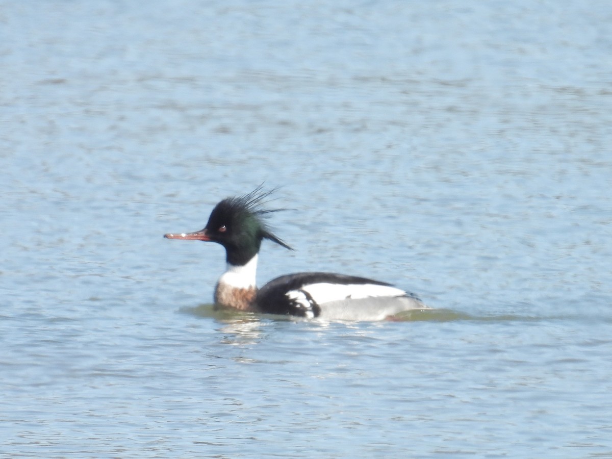 Red-breasted Merganser - ML632285121