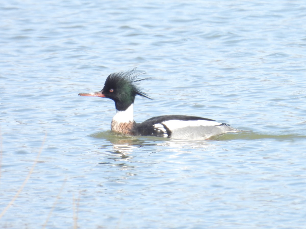 Red-breasted Merganser - ML632285124
