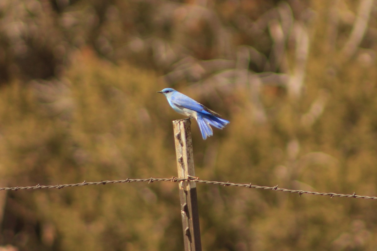 Mountain Bluebird - ML632285138