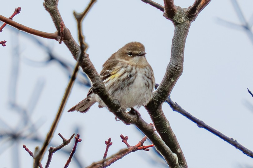 Yellow-rumped Warbler (Myrtle) - ML632285187