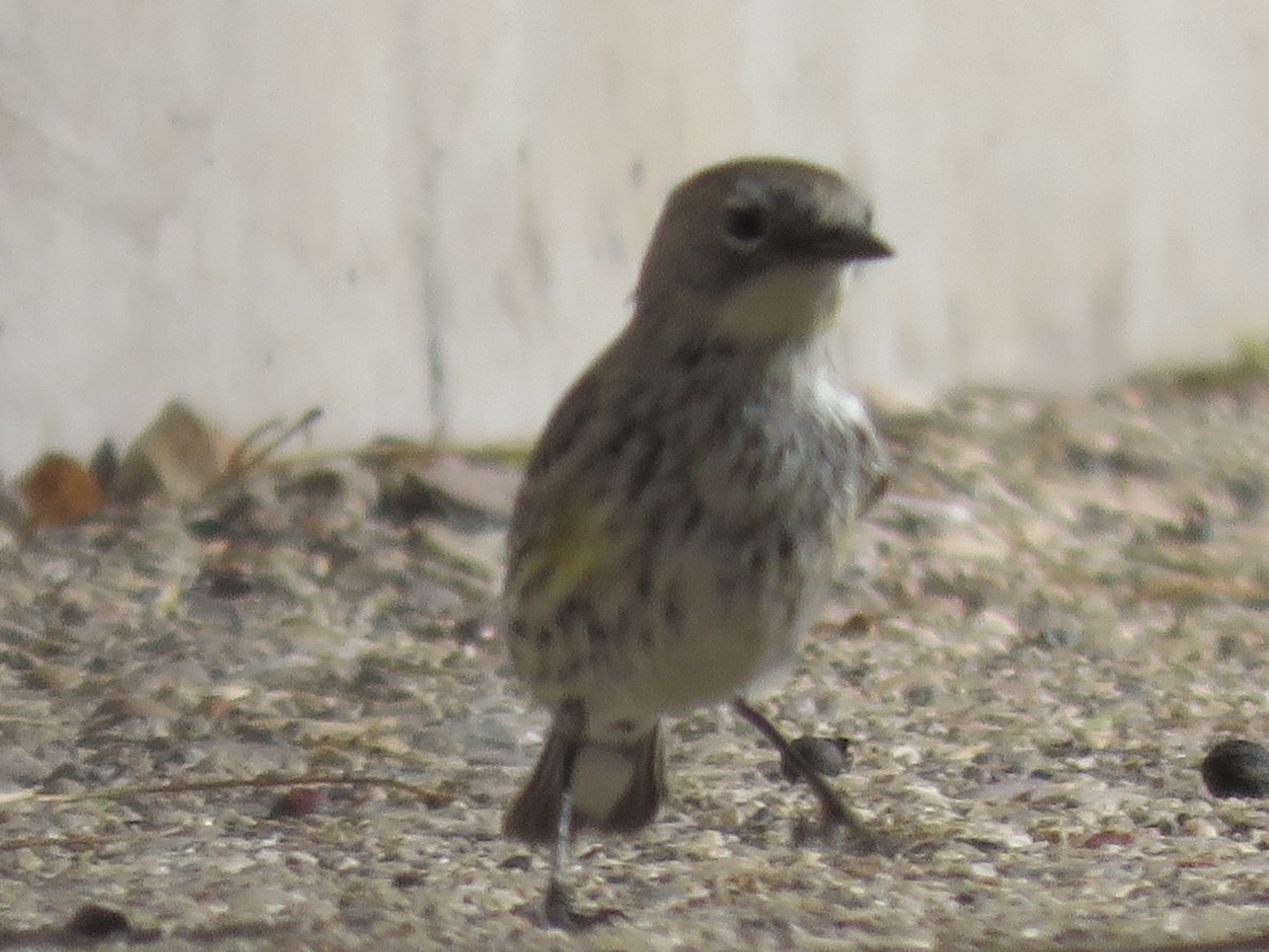 Yellow-rumped Warbler - ML632285386