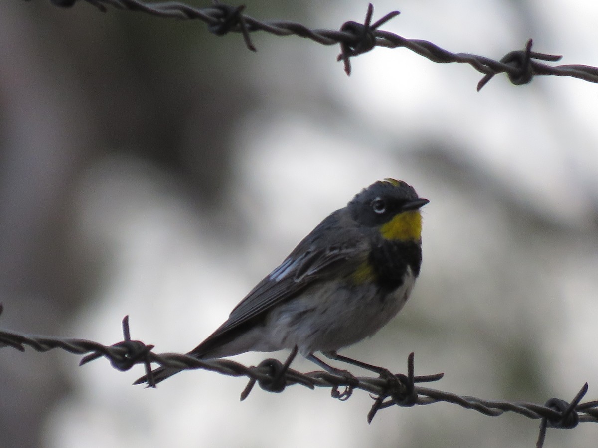 Yellow-rumped Warbler - ML632285388
