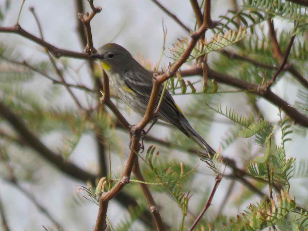 Yellow-rumped Warbler - ML632285389