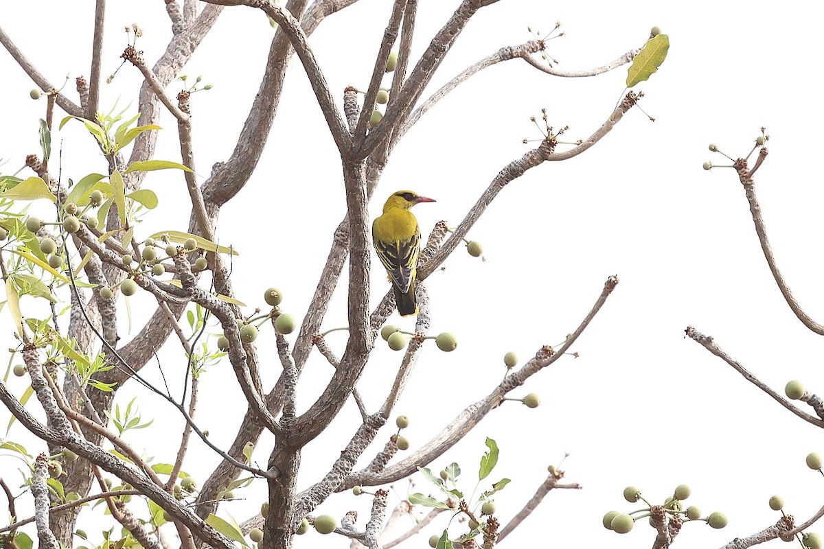 African Golden Oriole - ML632285433