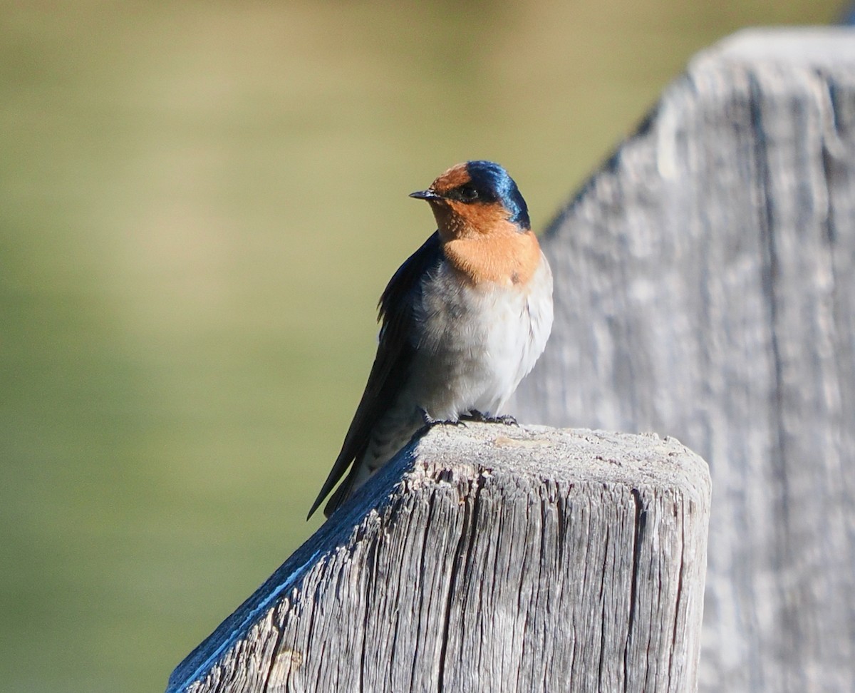 Welcome Swallow - ML632285444
