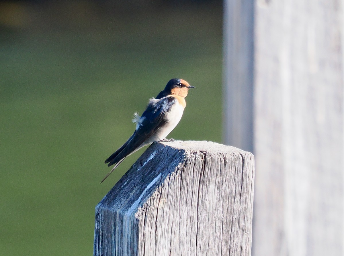 Welcome Swallow - ML632285445