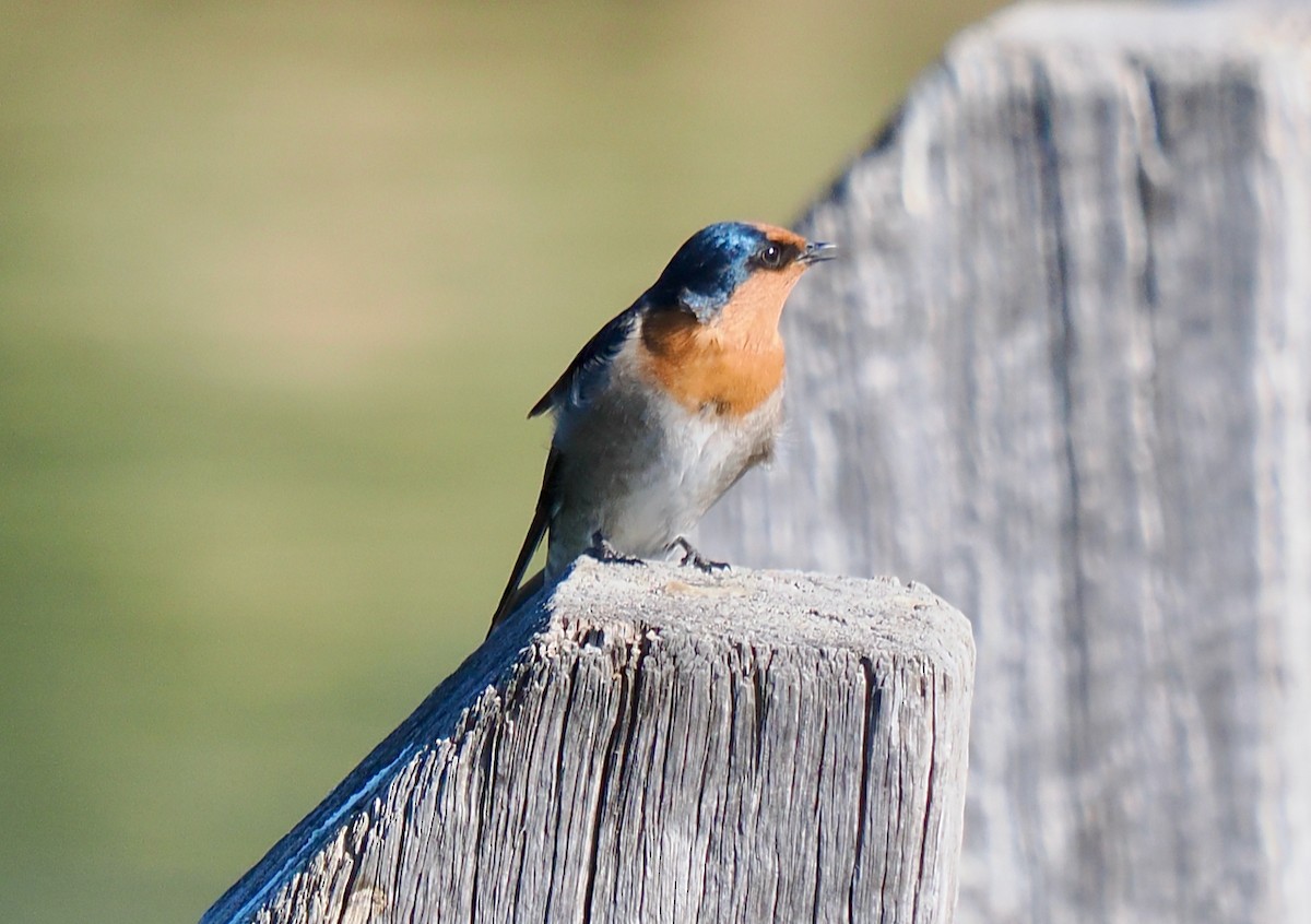 Welcome Swallow - ML632285446