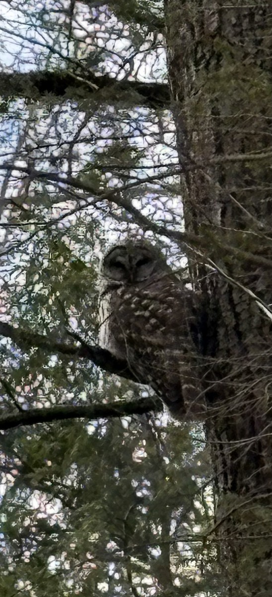 Streifenkauz - ML632285496