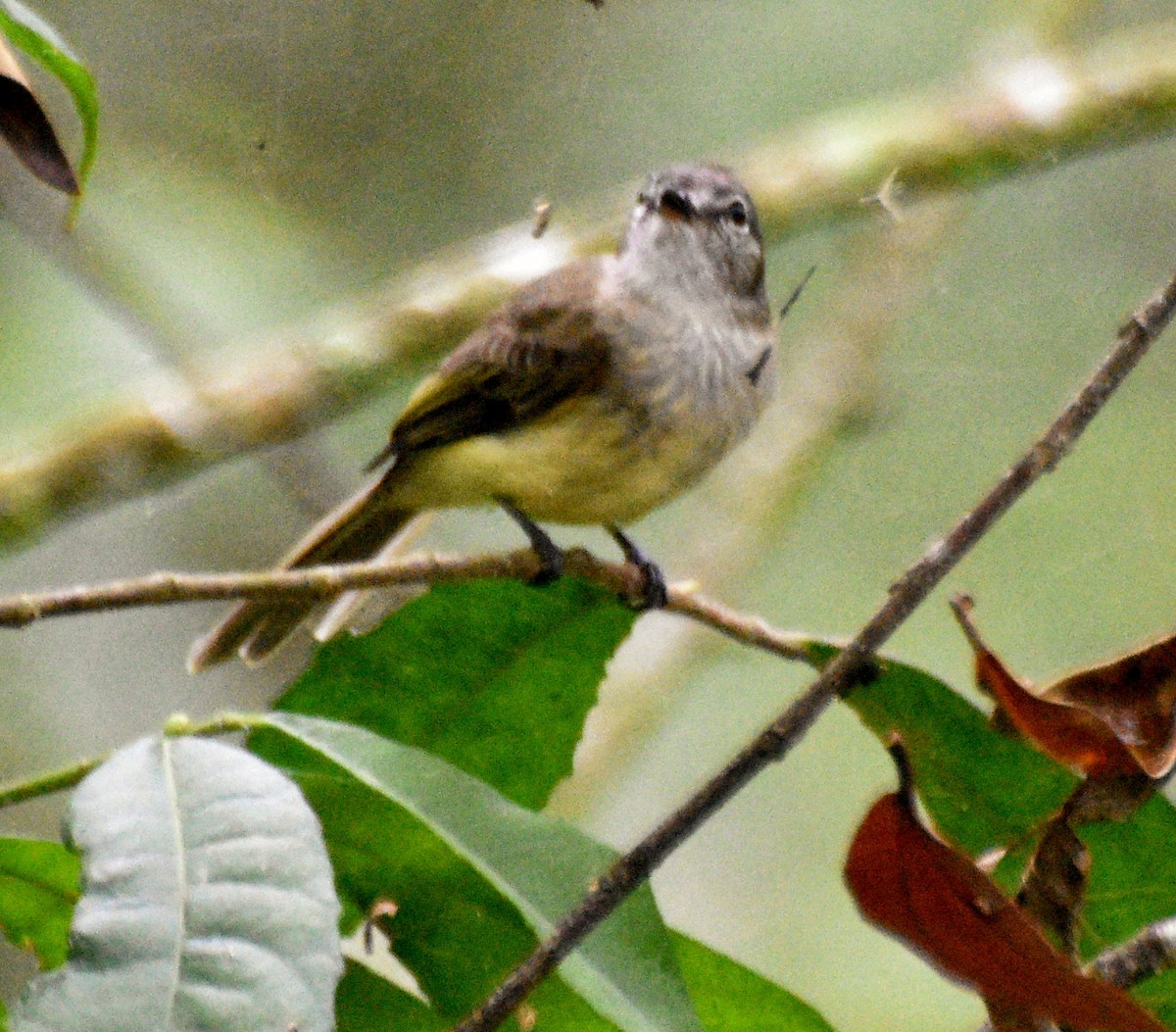 Greenish Elaenia - ML632285505