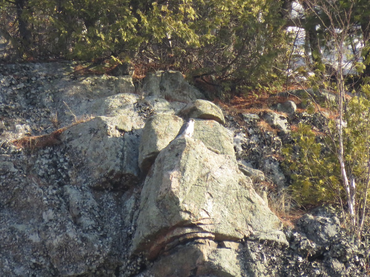 Peregrine Falcon - ML632285514