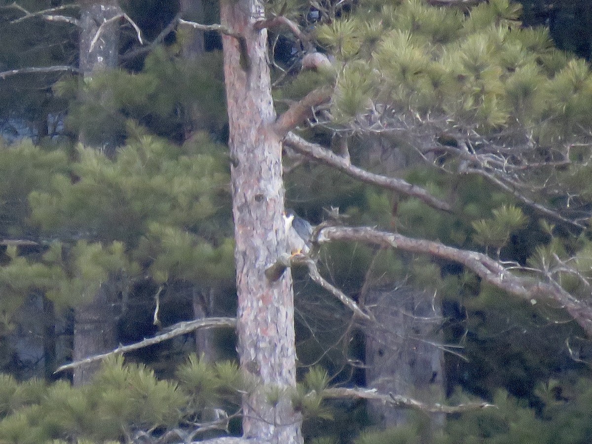 Peregrine Falcon - ML632285535