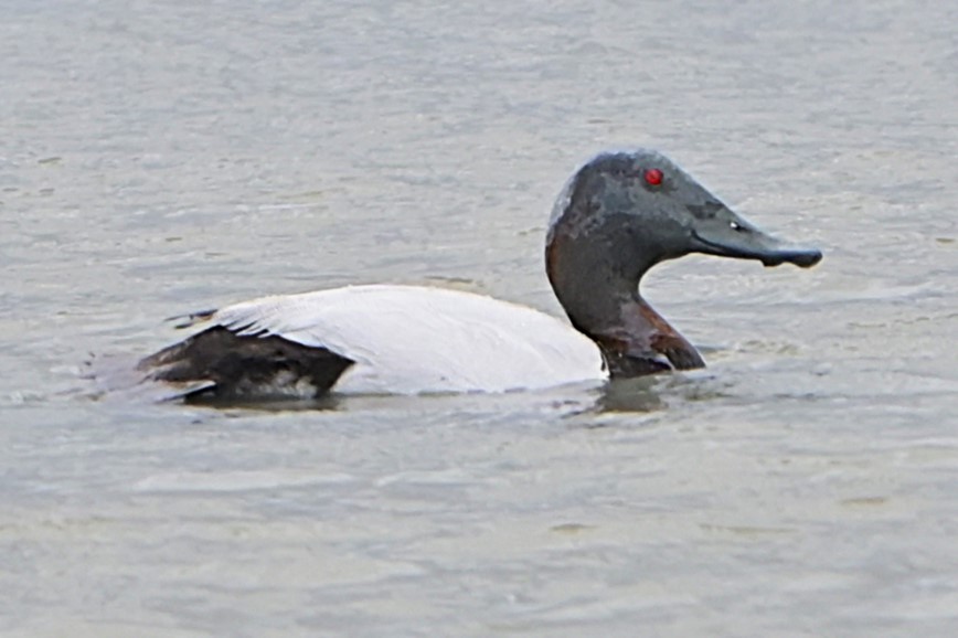 Fuligule à dos blanc - ML632285576