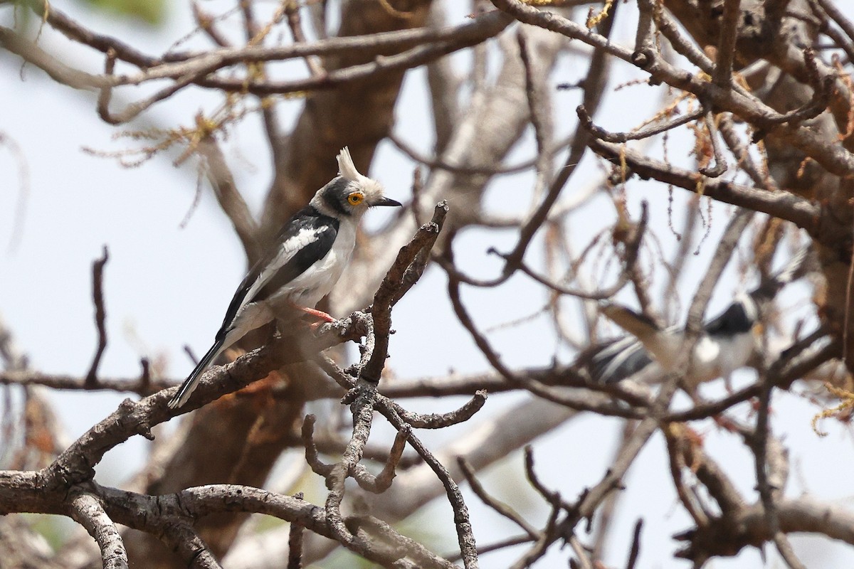 White-crested Helmetshrike (Long-crested) - ML632285669