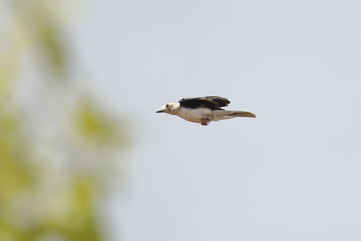 White-crested Helmetshrike (Long-crested) - ML632285682