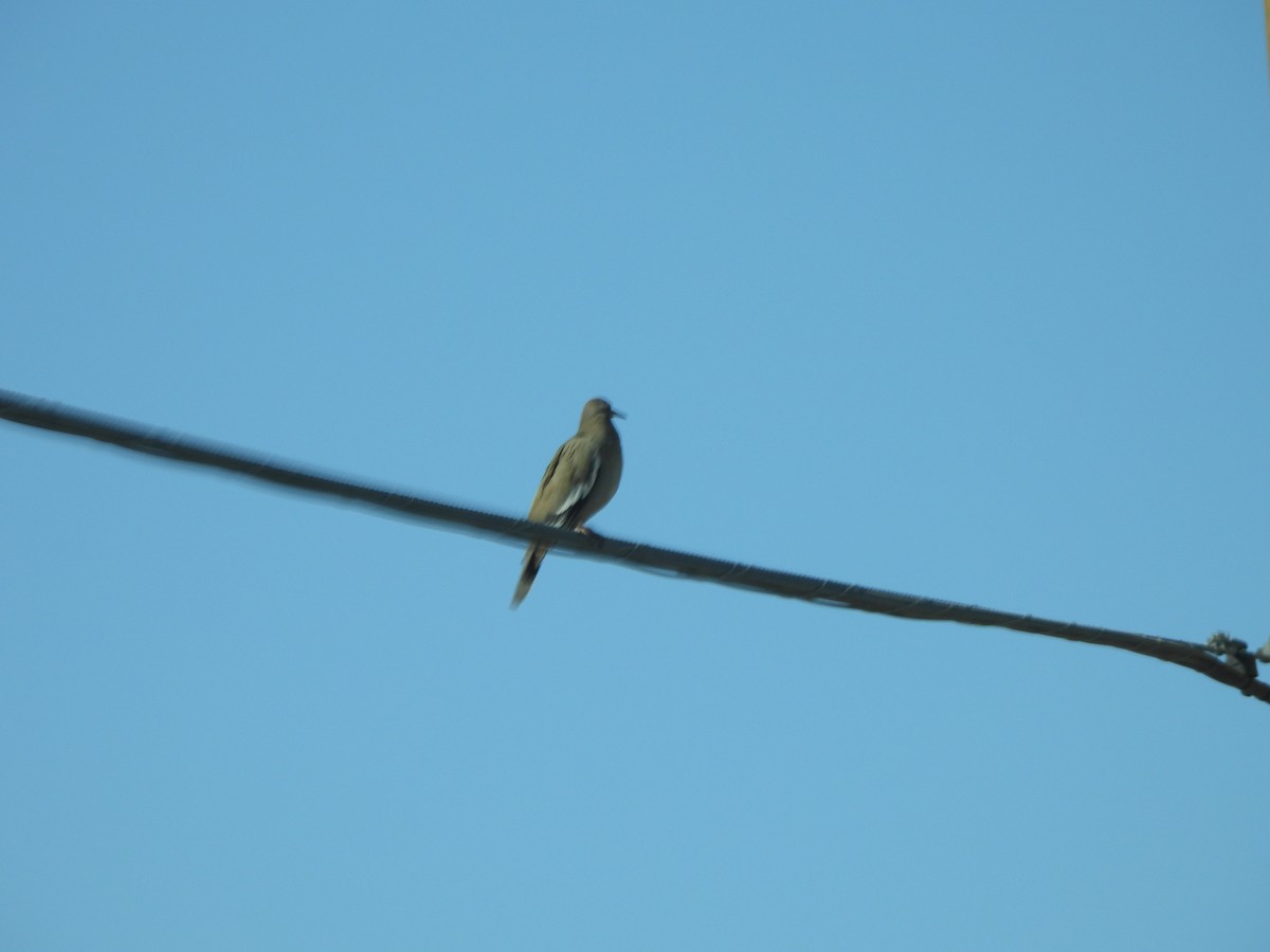 White-winged Dove - ML632285713